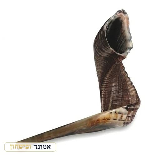 שופר מהודר מלוטש גודל 5 — 40-45 ס״מ — מבט ראשי