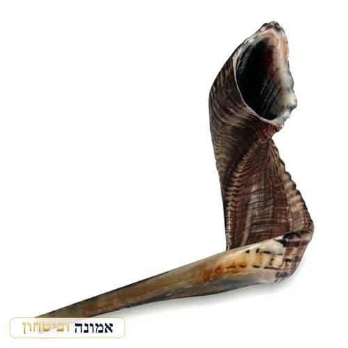 שופר מהודר מלוטש גודל 6 — 45-50 ס״מ — מבט ראשי